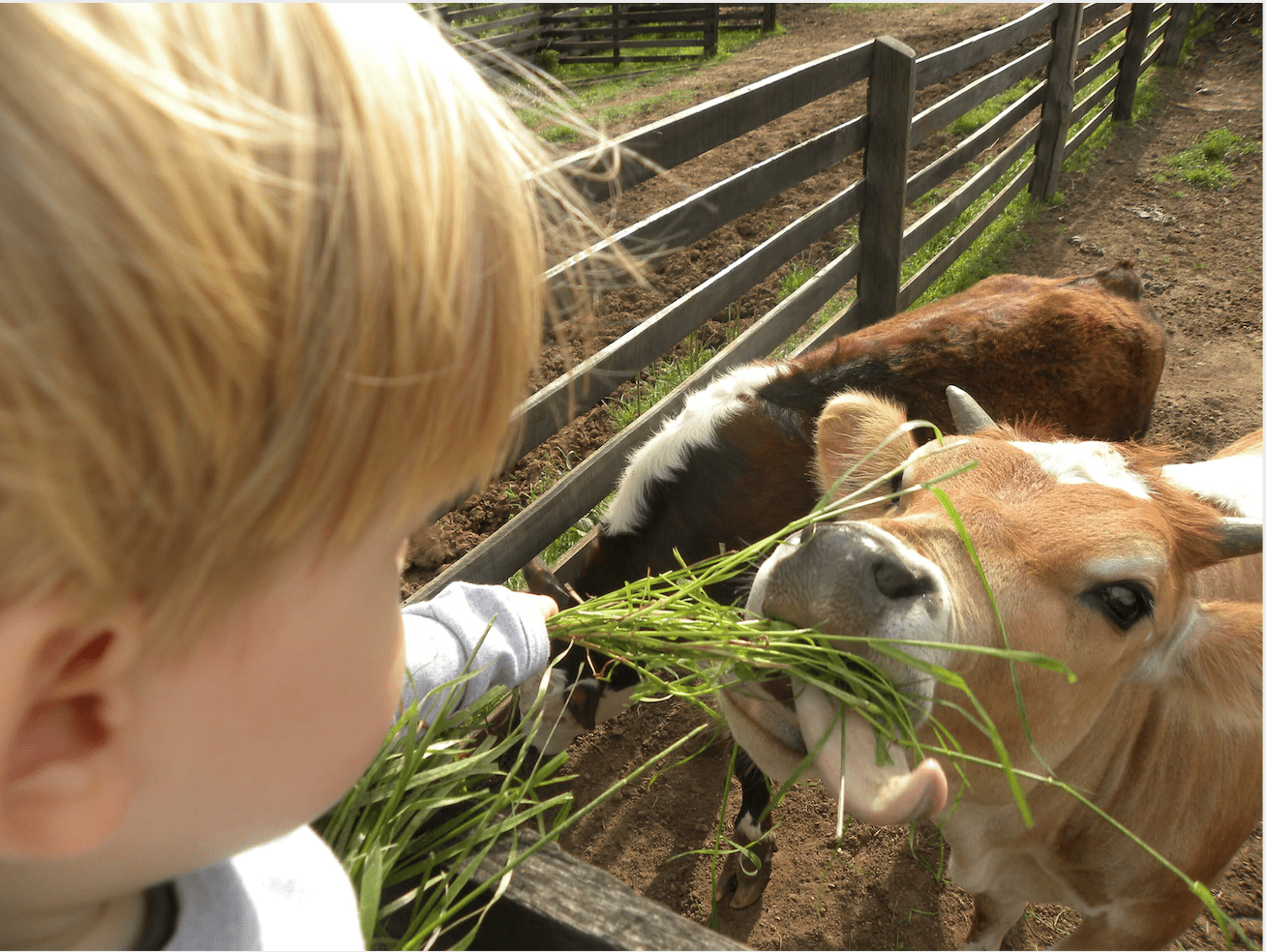A Maior Sala de Aula do Brasil: A natureza