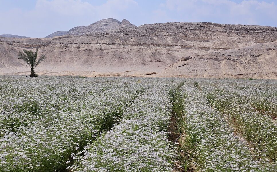 Jornada de Pesquisa #2 – Tirar camomila de areia